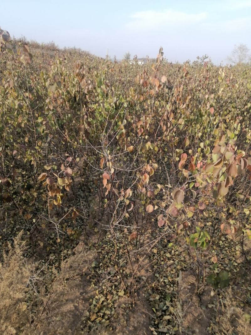 山杏苗自家苗圃基地培育的各种果树苗价格非常美丽！