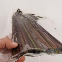 贵州山区盐泽紫蕨菜蕨苔鲜蕨菜真空包装产地低价零售批发