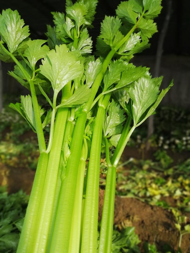 山西本地大芹菜西芹大棚蔬菜现割现发地头发货