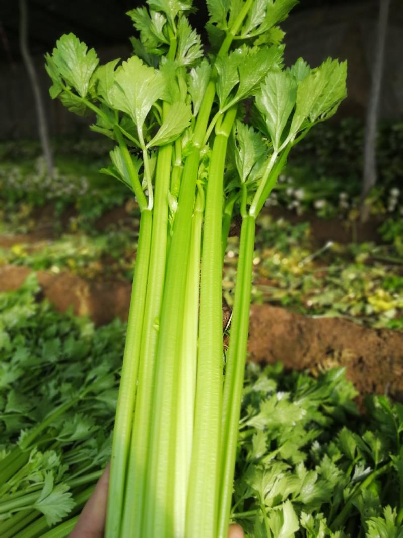 山西本地大芹菜西芹大棚蔬菜现割现发地头发货