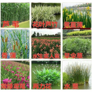 水生花卉植物红花美人蕉鸢尾再力花千屈菜梭鱼草旱伞草芦苇香