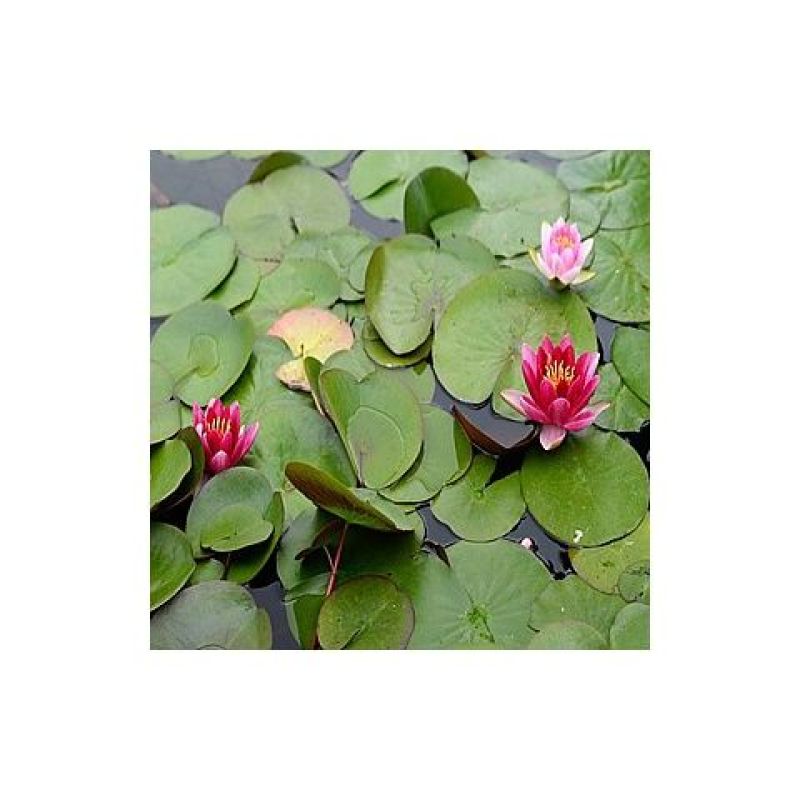 水生花卉植物红花美人蕉鸢尾再力花千屈菜梭鱼草旱伞草芦苇香