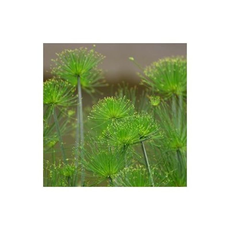 水生花卉植物红花美人蕉鸢尾再力花千屈菜梭鱼草旱伞草芦苇香
