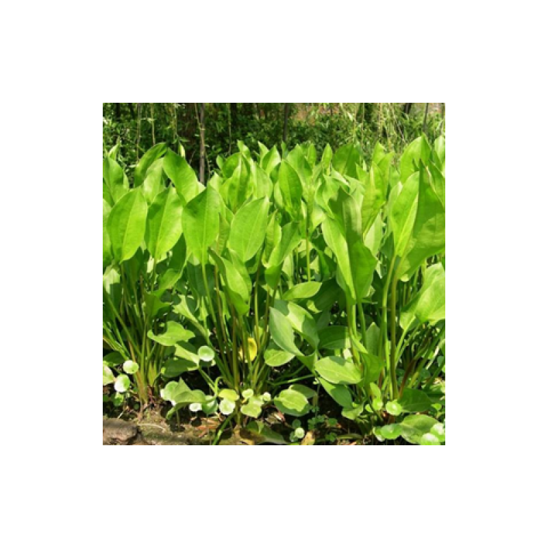 水生花卉植物红花美人蕉鸢尾再力花千屈菜梭鱼草旱伞草芦苇香