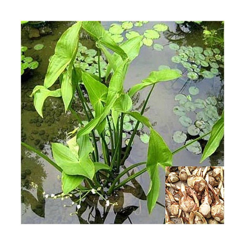 水生花卉植物红花美人蕉鸢尾再力花千屈菜梭鱼草旱伞草芦苇香