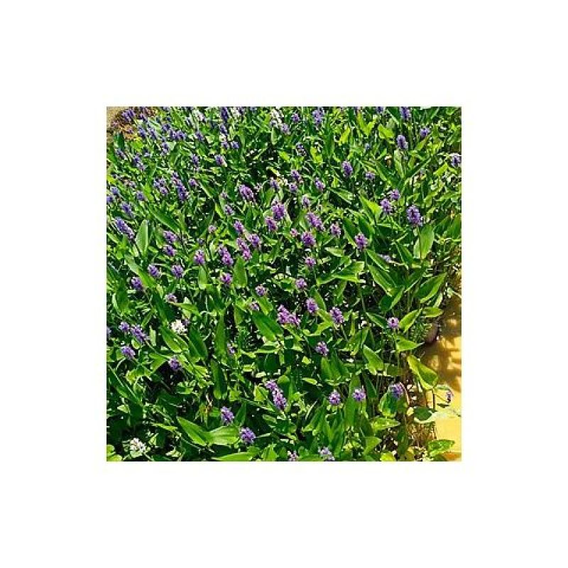 水生花卉植物红花美人蕉鸢尾再力花千屈菜梭鱼草旱伞草芦苇香