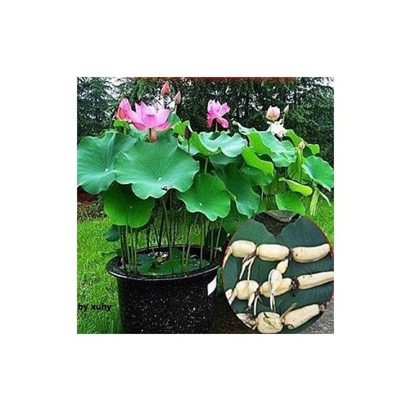 水生花卉植物红花美人蕉鸢尾再力花千屈菜梭鱼草旱伞草芦苇香