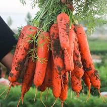 【精品】三红胡萝卜万亩种植基地，整车供应