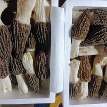 羊肚菌鲜品