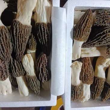 羊肚菌鲜品