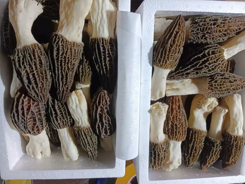 羊肚菌鲜品