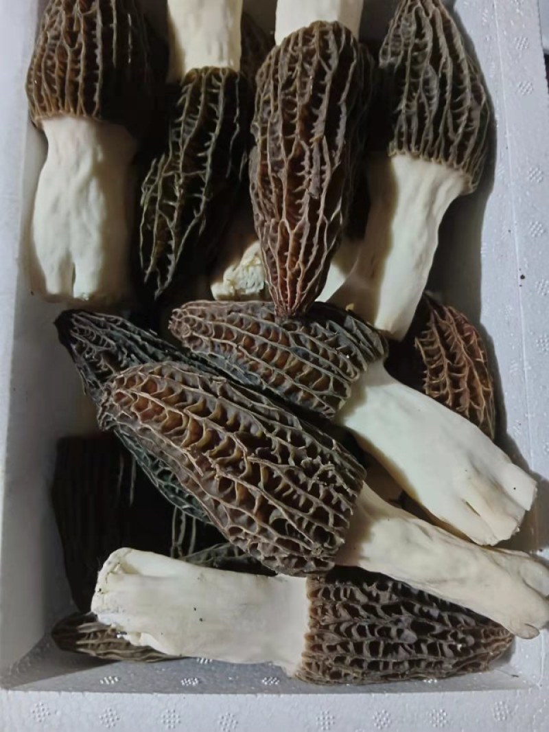 羊肚菌鲜品