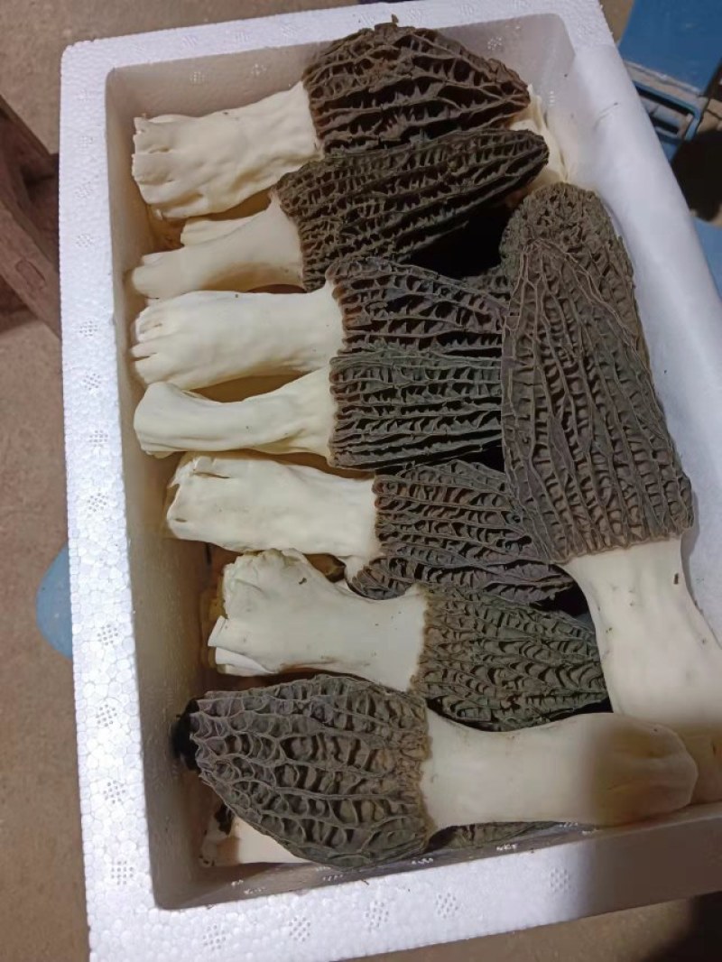 羊肚菌鲜品