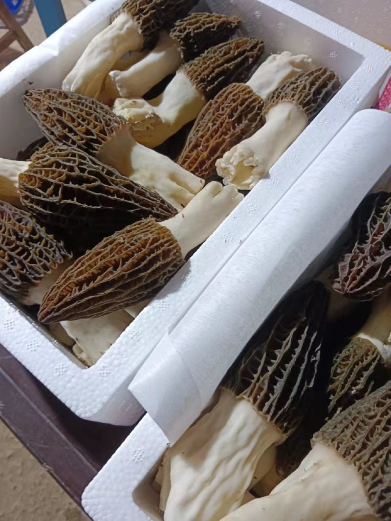 羊肚菌鲜品