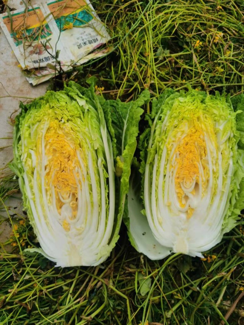 东阳50