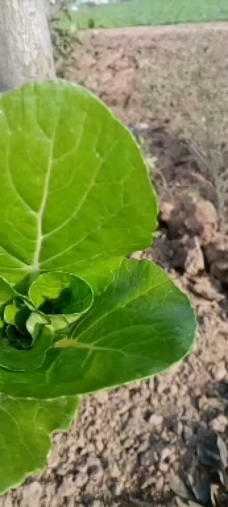 山东精品小白菜大量上市，货源充足，产地直销，全国发货