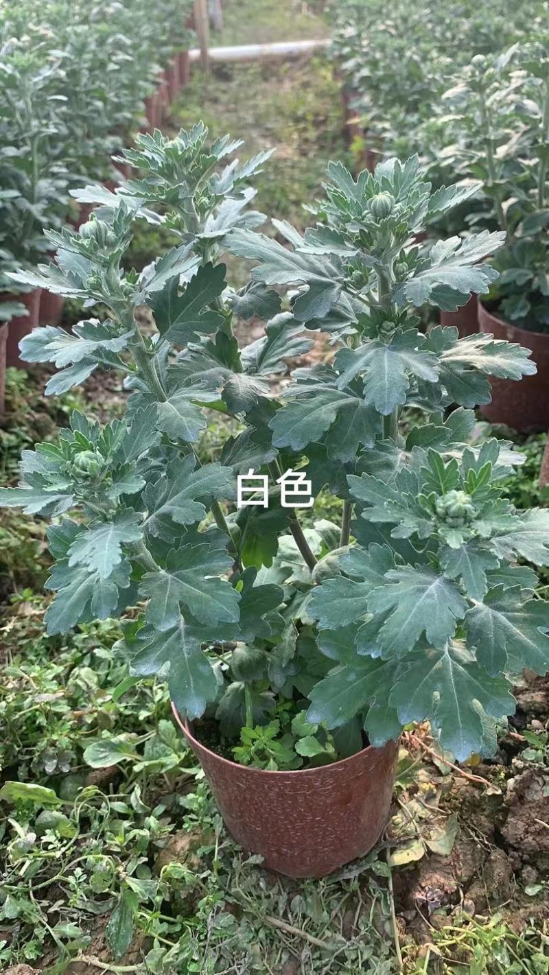 清明祭祀菊花，自家种植，自产自销