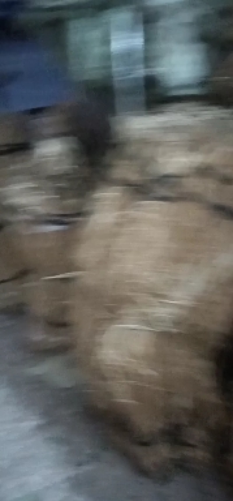 【包邮】赣州石参根鲜货干货大量有货足干无硫品质保证