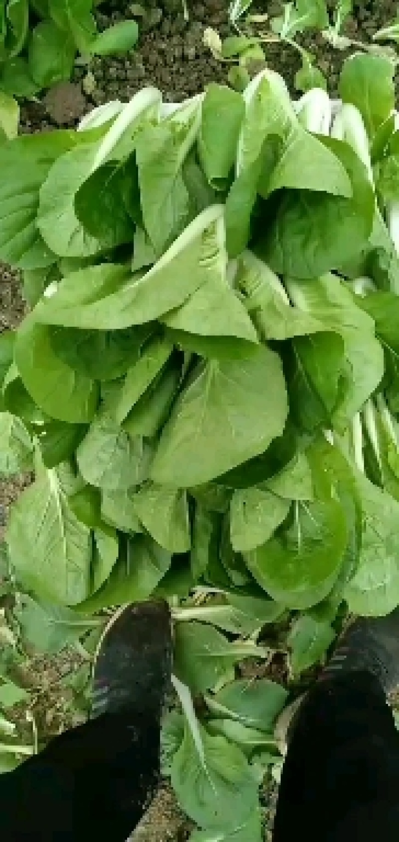 奶白菜，山东小白菜，万亩蔬菜基地直发精品奶白菜