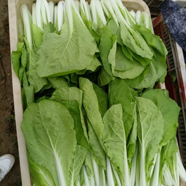 奶白菜,山东小白菜,万亩蔬菜基地直发精品奶白菜