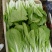 奶白菜,山东小白菜,万亩蔬菜基地直发精品奶白菜
