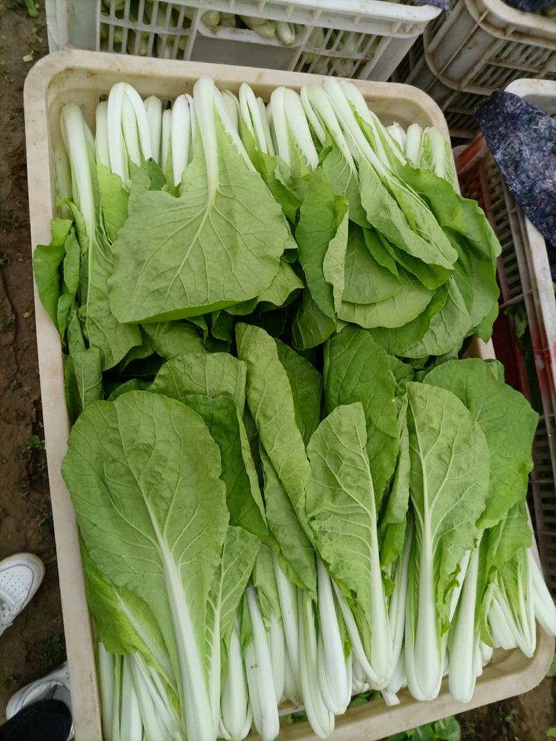 奶白菜，山东小白菜，万亩蔬菜基地直发精品奶白菜