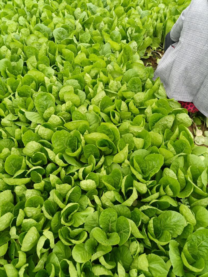 奶白菜，山东小白菜，万亩蔬菜基地直发精品奶白菜