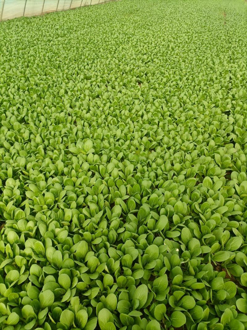 奶白菜，山东小白菜，万亩蔬菜基地直发精品奶白菜