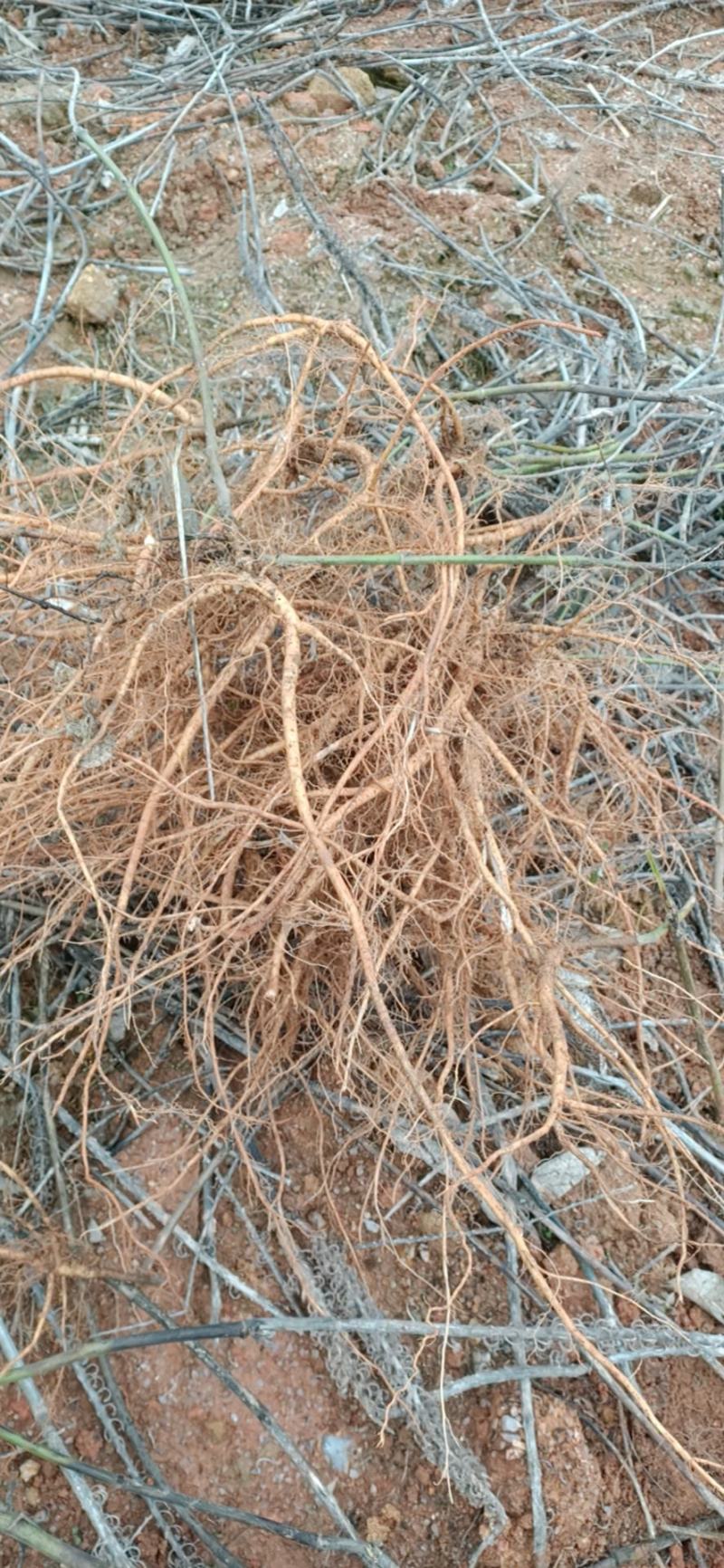【包邮】赣州石参根鲜货干货大量有货足干无硫品质保证