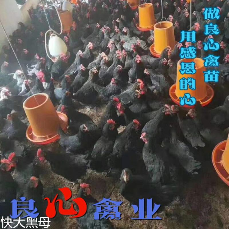 基地直销优质快大黑鸡苗农户散养鸡苗包技术指导