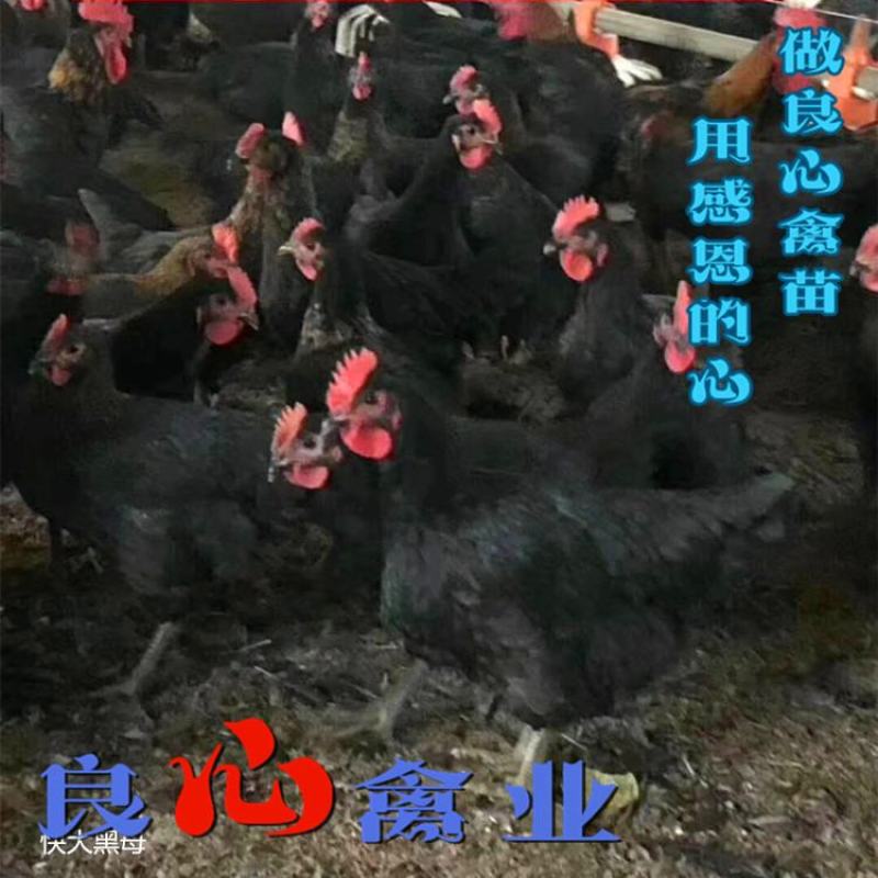 基地直销优质快大黑鸡苗农户散养鸡苗包技术指导
