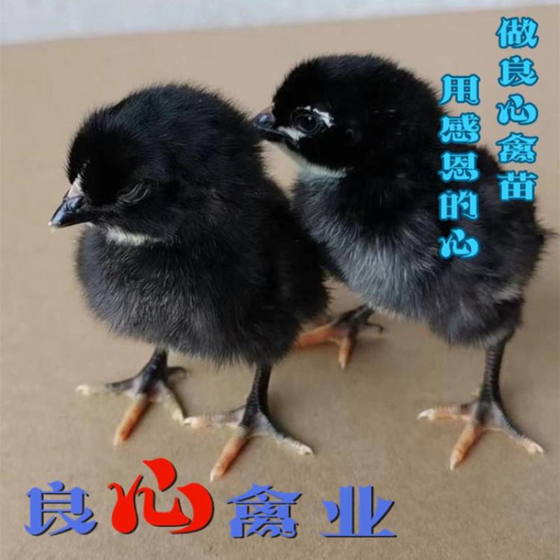 基地直销优质快大黑鸡苗农户散养鸡苗包技术指导