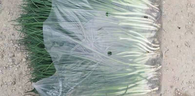 文珂种植专业合作社精品四季葱，香葱，大量供应，