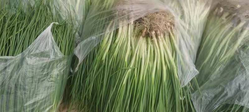 文珂种植专业合作社精品四季葱，香葱，大量供应，