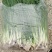 文珂种植专业合作社精品四季葱，香葱，大量供应，