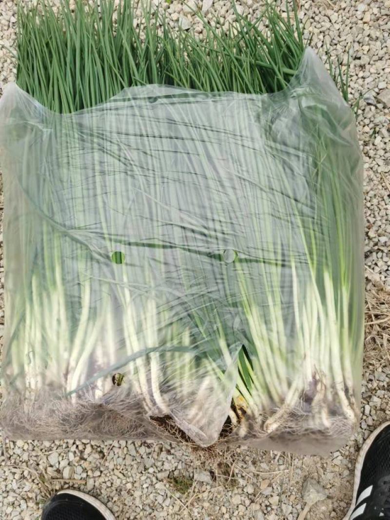文珂种植专业合作社精品四季葱，香葱，大量供应，
