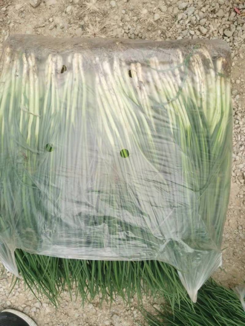 文珂种植专业合作社精品四季葱，香葱，大量供应，