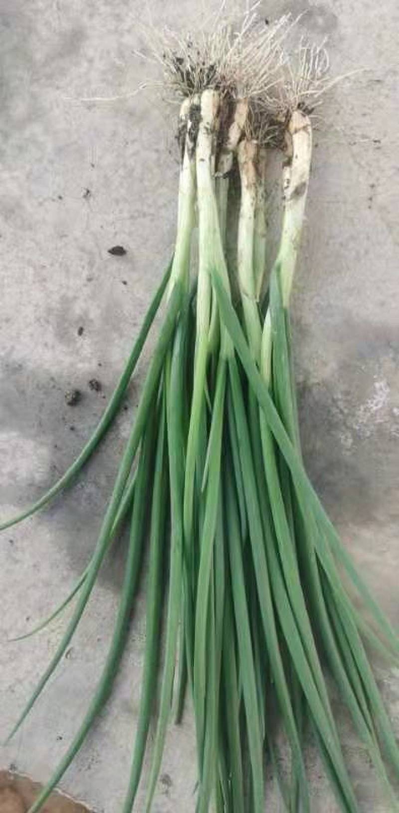 文珂种植专业合作社精品四季葱，香葱，大量供应，