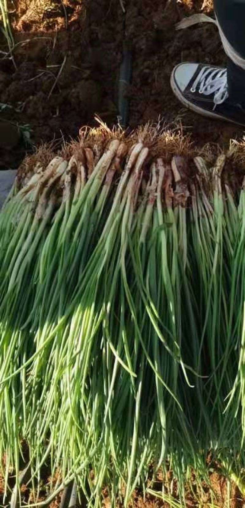 文珂种植专业合作社精品四季葱，香葱，大量供应，