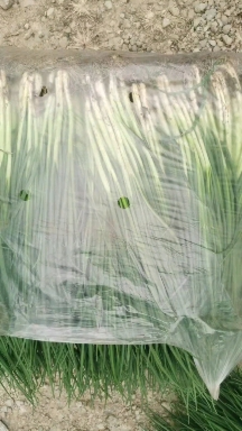 文珂种植专业合作社精品四季葱，香葱，大量供应，