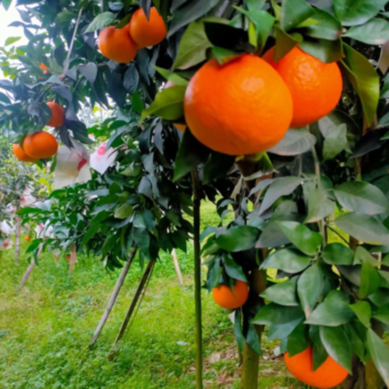 红美人柑橘苗，爱媛38号苗，品种正宗可签合同易成活结果快