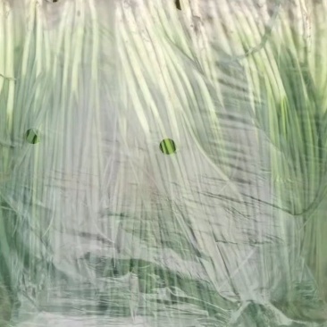 文珂种植专业合作社精品四季葱，香葱，大量供应，