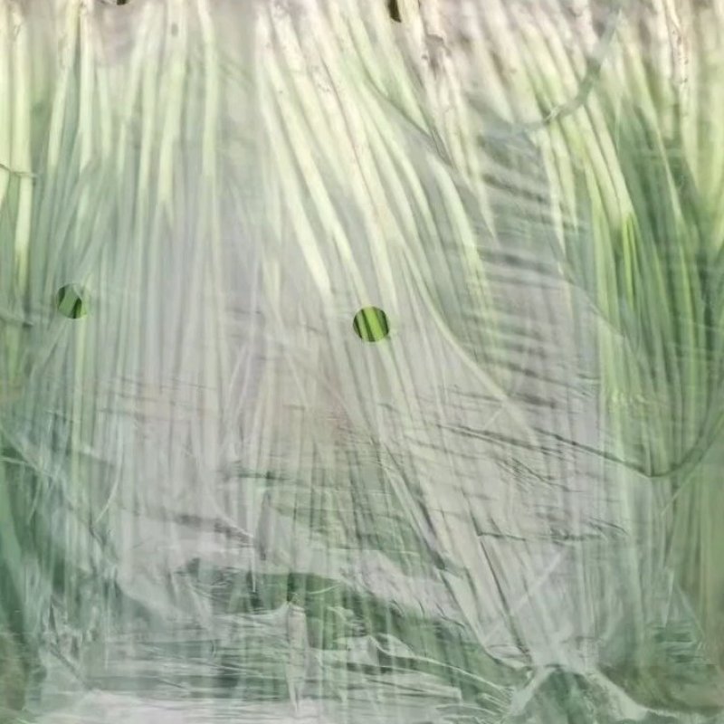 文珂种植专业合作社精品四季葱，香葱，大量供应，