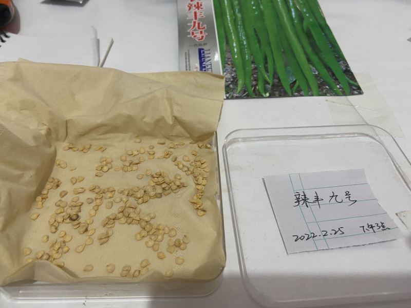 辣椒种子特价出售，一袋10元1000粒装