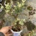 六月雪提根大小规格齐全带盆整箱批发常年供应