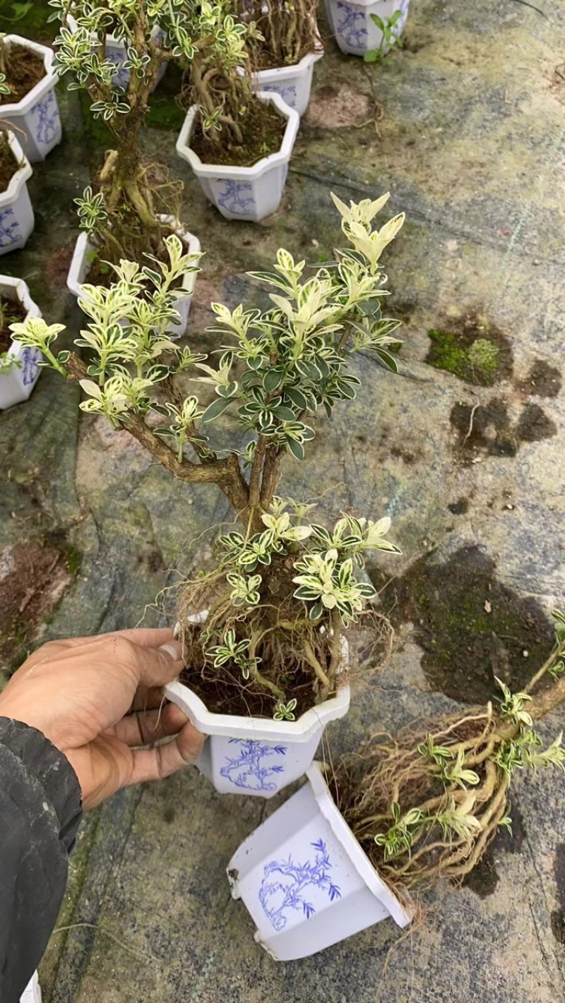 六月雪提根大小规格齐全带盆整箱批发常年供应