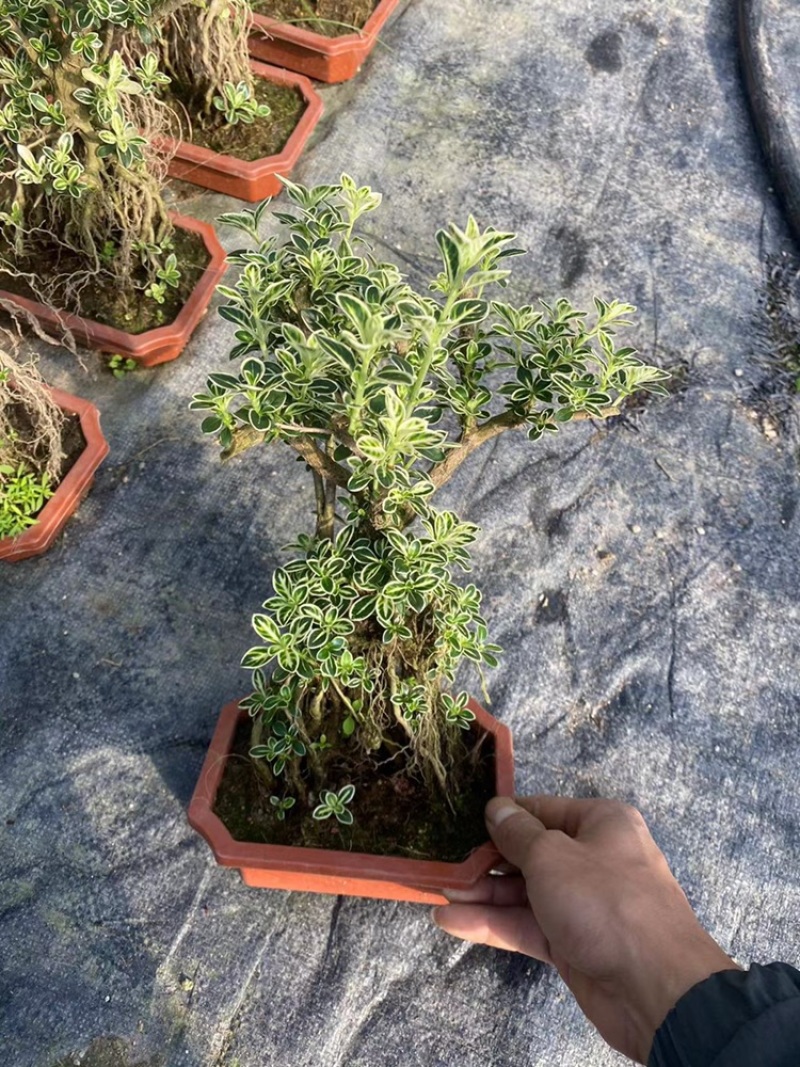 六月雪提根大小规格齐全带盆整箱批发常年供应