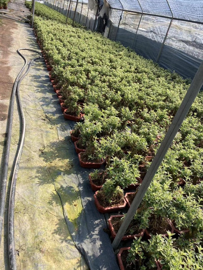 六月雪提根大小规格齐全带盆整箱批发常年供应