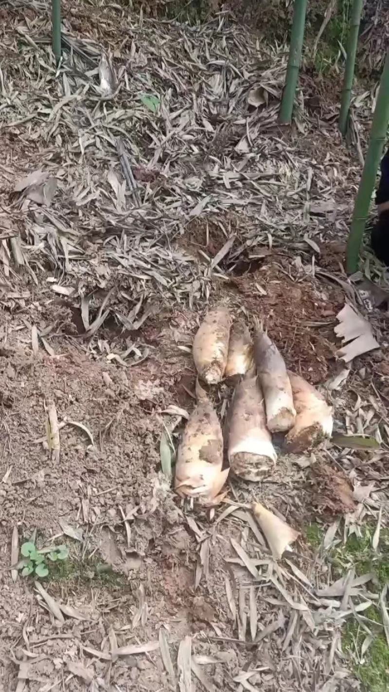 高山楠笋，大量上市价格便宜，欢迎各位老板下单，预订从速。