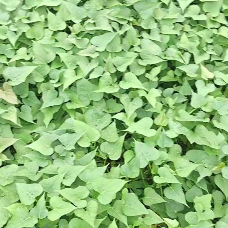 商薯十九脱毒红薯苗高剪，拔苗，现货大量供应中